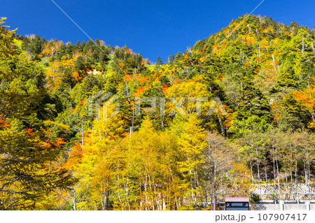 金精峠の紅葉 107907417