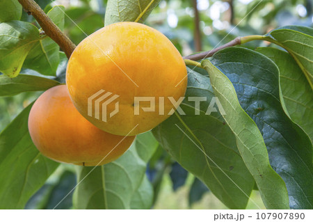 果樹園に実った柿の果実 鳥取県 輝太郎柿 107907890
