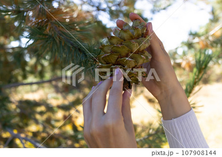 Cropped Human Hands Picks, Collects Pine Cone From Cedar, Needles Tree In Forest To Get Nuts, Essential Oil Or For Decor. Evergreen Nursery. Harvesting. Horizontal Plane 107908144