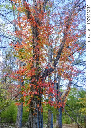 蔦漆の紅葉(縦) 蔦漆の紅葉(縦) 107908250