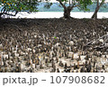 マングローブ 107908682
