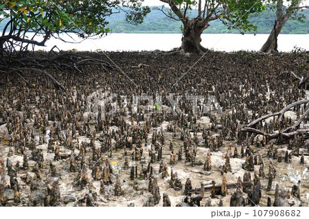 マングローブ 107908682