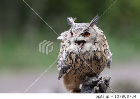 鳴いてるワシミミズク 鳴いてるワシミミズク 107908734