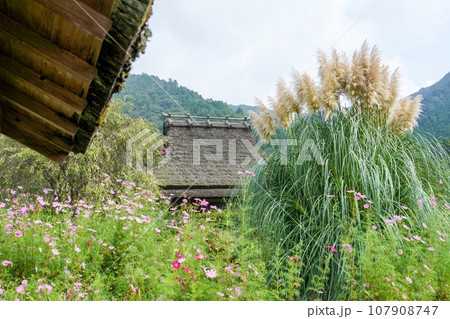 満開のパンパスグラスの穂と古い茅葺屋根の家のコラボ情景 107908747