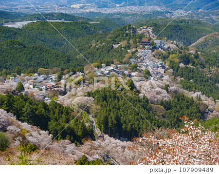 奈良_吉野の上千本桜の絶景風景 107909489