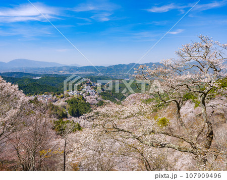 奈良_吉野の上千本桜の絶景風景 107909496