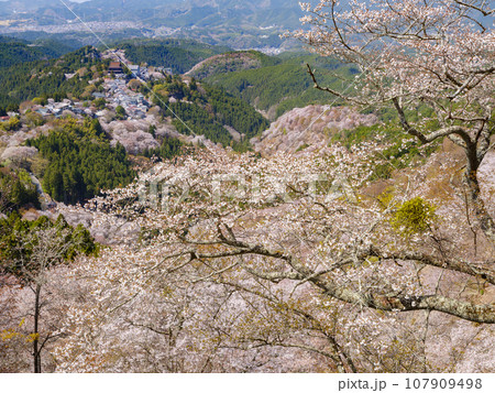 奈良_吉野の上千本桜の絶景風景 107909498