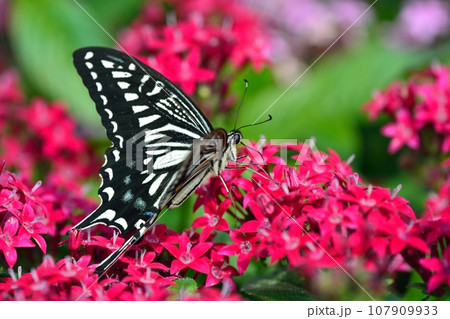 揚羽蝶とペンタスの花 107909933