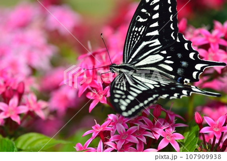 揚羽蝶とペンタスの花 揚羽蝶とペンタスの花 107909938