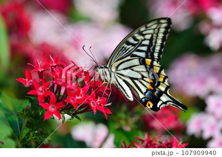 揚羽蝶とペンタスの花 107909940