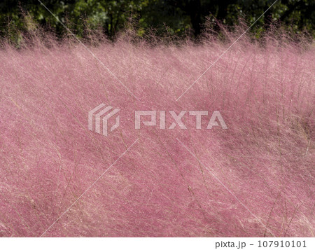 鮮やかなピンク色のミューレンベルギアカピラリス 107910101