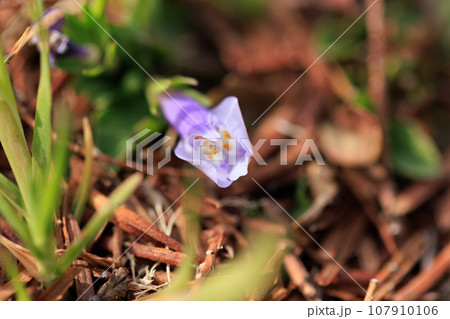 常に緑の葉を持ち、実が爆ぜる特徴から呼ばれるトキワハゼ 107910106