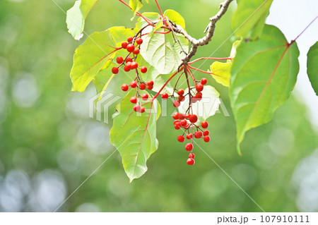 赤いイイギリの実(秋、十月) 赤いイイギリの実(秋、十月) 107910111
