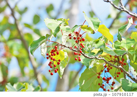 赤いイイギリの実(秋、十月) 赤いイイギリの実(秋、十月) 107910117