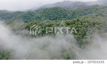 Mist on tropical rainforest mountain, Tropical forests can increase humidity in air and absorb carbon dioxide from the atmosphere through photosynthesis, and store carbon in tree trunks, branches. Mist on tropical rainforest mountain, Tropical forests can increase humidity in air and absorb carbon dioxide from the atmosphere through photosynthesis, and store carbon in tree trunks, branches. 107910193
