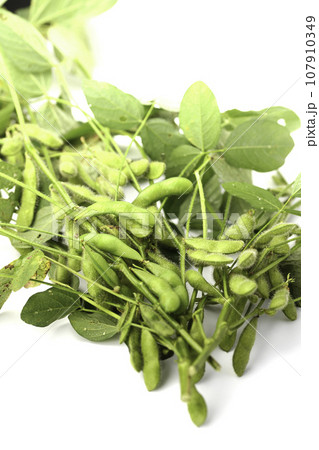 枝付きの枝豆 酒の肴に( お酒のおつまみイメージ )えだまめの塩茹で 豆 枝まめ 白バック 枝付きの枝豆 酒の肴に( お酒のおつまみイメージ )えだまめの塩茹で 豆 枝まめ 白バック 107910349
