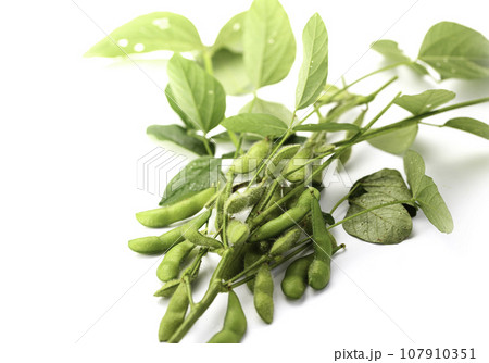 枝付きの枝豆 酒の肴に( お酒のおつまみイメージ )えだまめの塩茹で 豆 枝まめ 白バック 枝付きの枝豆 酒の肴に( お酒のおつまみイメージ )えだまめの塩茹で 豆 枝まめ 白バック 107910351