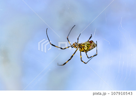 クモの巣を作る ジョロウグモ クモの巣を作る ジョロウグモ 107910543