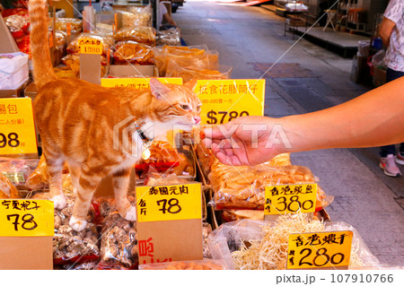 香港・徳輔道西の高級乾物店で売られる魚の高級食材の浮き袋(魚膠)の上で店番をするネコ 香港・徳輔道西の高級乾物店で売られる魚の高級食材の浮き袋(魚膠)の上で店番をするネコ 107910766