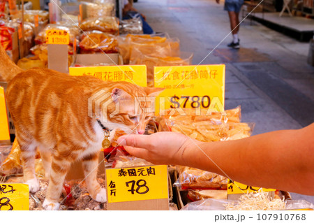 香港・徳輔道西の高級乾物店で売られる魚の高級食材の浮き袋（魚膠）の上で店番をするネコ 107910768