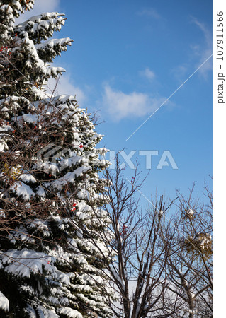 青空に映える雪の積もった木々 107911566