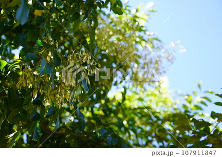 シマトネリコ シマトネリコ 107911847