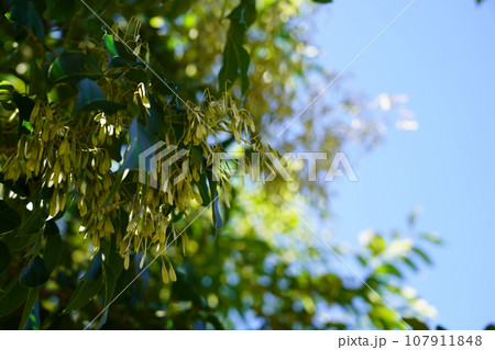 シマトネリコ シマトネリコ 107911848