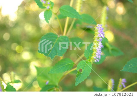 紫色の秋の花 ナギナタコウジュ 紫色の秋の花 ナギナタコウジュ 107912023