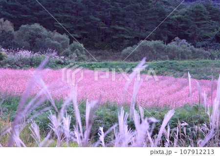 秋のススキのある風景 秋のススキのある風景 107912213
