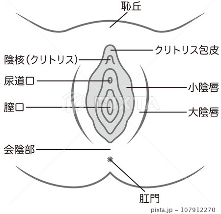 女性生殖器の説明図 膣 女性生殖器の説明図 膣 107912270