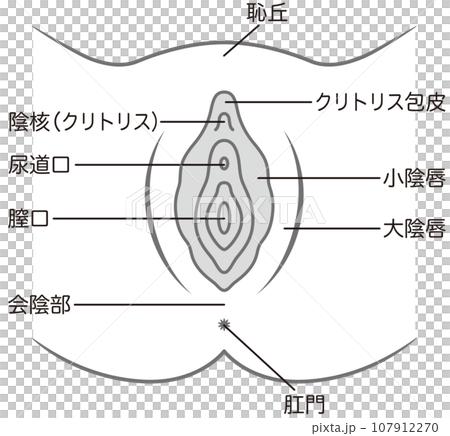 女性生殖器の説明図 膣 女性生殖器の説明図 膣 107912270