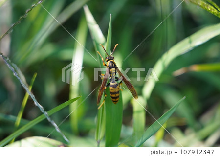 アシナガバチ 107912347