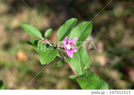 咲き始めた紫色のクコの花 咲き始めた紫色のクコの花 107912515