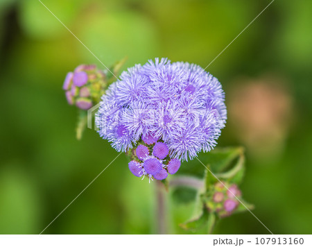 Close-up of small, purple flowers, Ageratum Houstonianum, also know as Floss flower, Pussy Foot, or Blue mink. 107913160