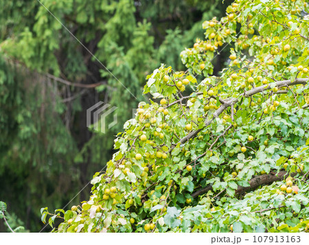 Yellow wild apples ripen on a branch. The Fruit Harvest. Autumn. Soft and selective focus. Yellow wild apples ripen on a branch. The Fruit Harvest. Autumn. Soft and selective focus. 107913163