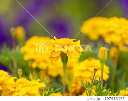 Close-up of a vibrant yellow Tagetes flower, a symbol of natural beauty Close-up of a vibrant yellow Tagetes flower, a symbol of natural beauty 107913165
