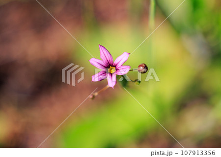 芝生や草原に白や赤紫の可憐な花を咲かせるニワゼキショウ 107913356