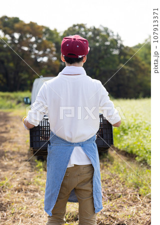 畑のさつまいもを収穫する男性 107913371