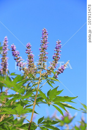 青空に咲く西洋人参木(ニンジンボク) 青空に咲く西洋人参木(ニンジンボク) 107913478