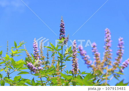 青空に咲く西洋人参木(ニンジンボク) 青空に咲く西洋人参木(ニンジンボク) 107913481