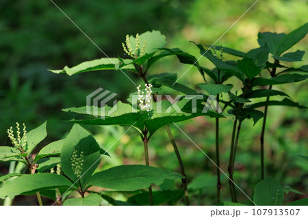 静御前と幽霊が舞う謡曲「二人静」にちなんで名付けられたフタリジスカ 静御前と幽霊が舞う謡曲「二人静」にちなんで名付けられたフタリジスカ 107913507