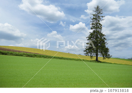 北海道 美瑛の「クリスマスツリーの木」 107913818