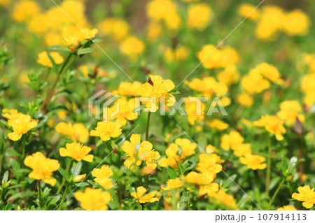 黄色い松葉牡丹（マツバボタン）or ポーチュラカ　 107914113
