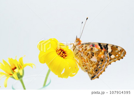 白背景にオレンジ色のキンセンカの花に掴まる綺麗なヒメアカタテハチョウのアップ 白背景にオレンジ色のキンセンカの花に掴まる綺麗なヒメアカタテハチョウのアップ 107914395