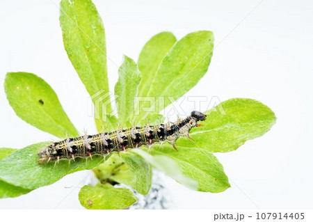 ホワイトバックにキク科のチチコグサの葉の上で顔を上げる黒っぽい芋虫、ヒメアカタテハ蝶の幼虫 ホワイトバックにキク科のチチコグサの葉の上で顔を上げる黒っぽい芋虫、ヒメアカタテハ蝶の幼虫 107914405