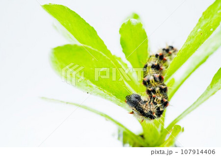 白バックに食草のハハコグサ属の葉に乗った黒っぽい毛虫、ヒメアカタテハチョウの幼虫 白バックに食草のハハコグサ属の葉に乗った黒っぽい毛虫、ヒメアカタテハチョウの幼虫 107914406