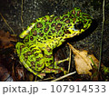 奄美大島の森の中の美しいグリーンのイシカワガエル 107914533