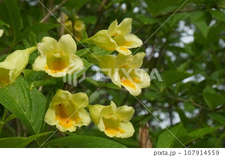 夏山を彩るウコンウツギ 107914559