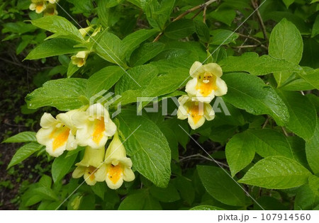 夏山を彩るウコンウツギ 107914560