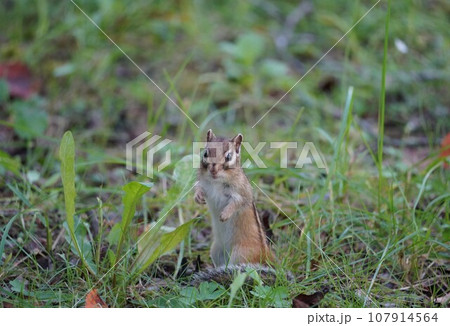 立ち上がりポーズの可愛いシマリス 107914564
